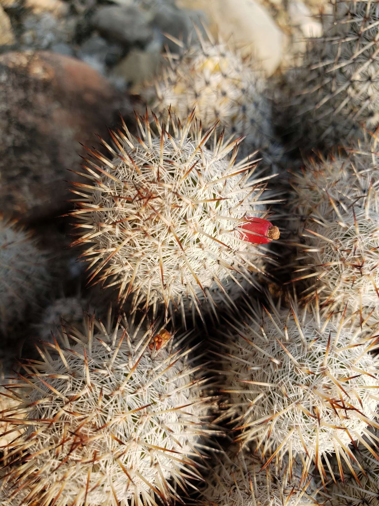 Image of Mammillaria haageana subsp. meissneri