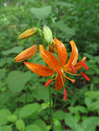 Image of Lilium distichum Nakai ex Kamib.