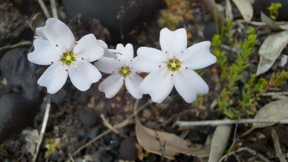 Image of Drosera mannii Cheek