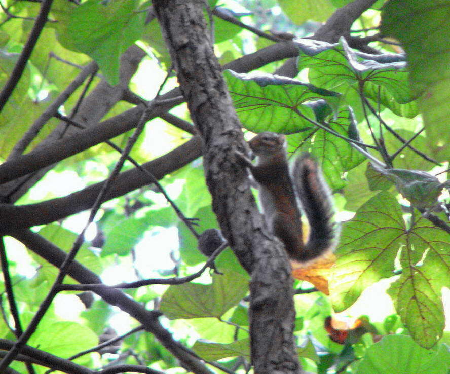 Image of Fire-footed Rope Squirrel