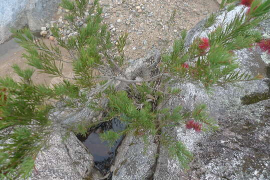 صورة Callistemon subulatus Cheel