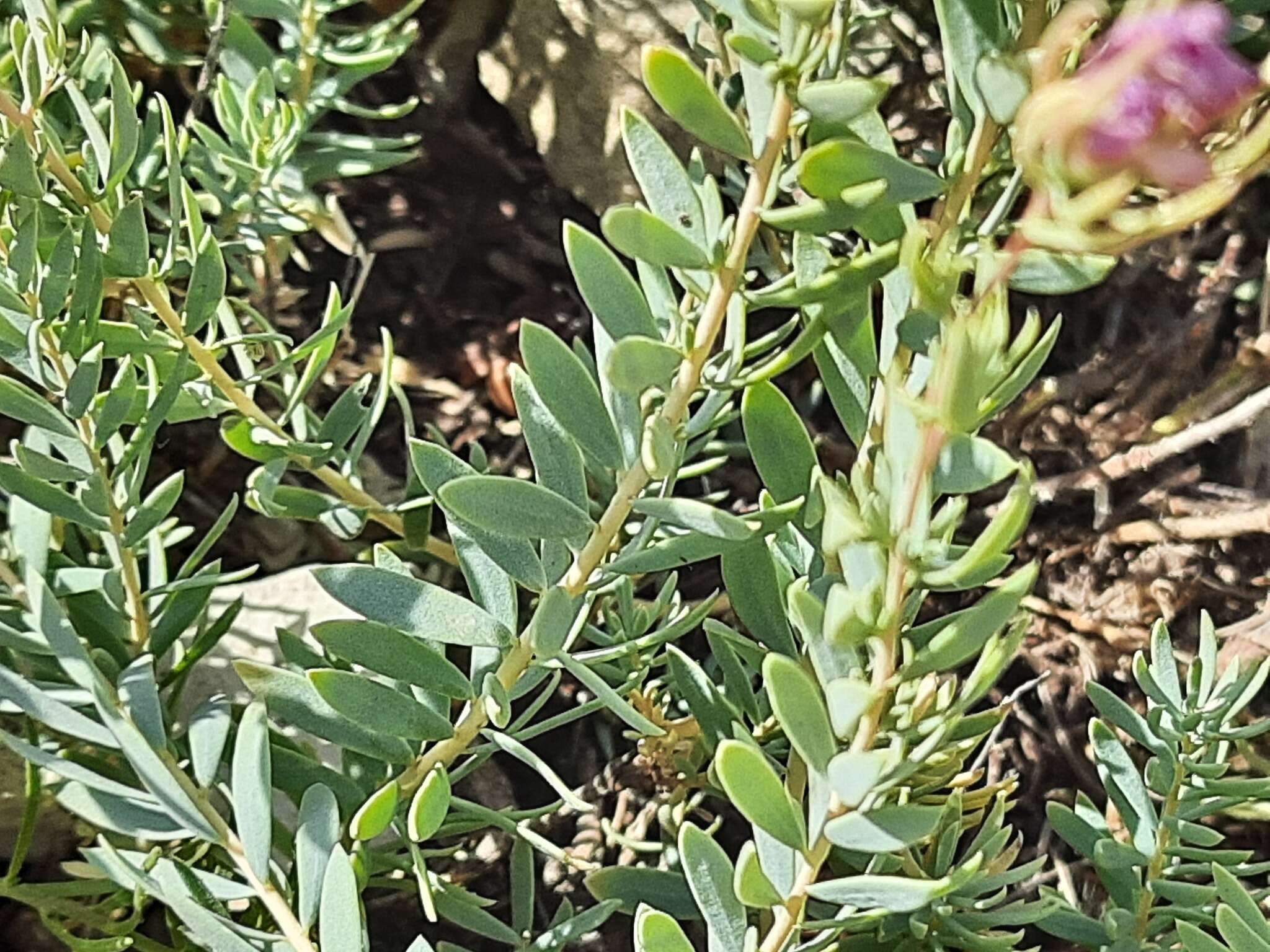 Image de Reaumuria alternifolia (Labill.) Britten