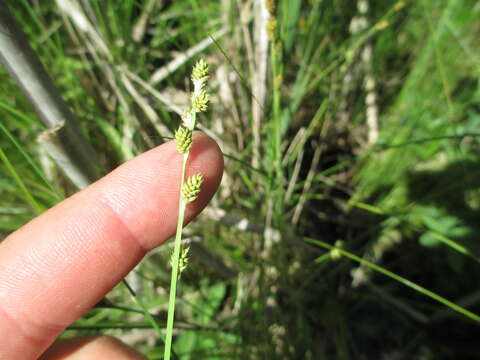 Image of Gray Bog Sedge