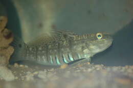 صورة Amblygobius semicinctus (Bennett 1833)