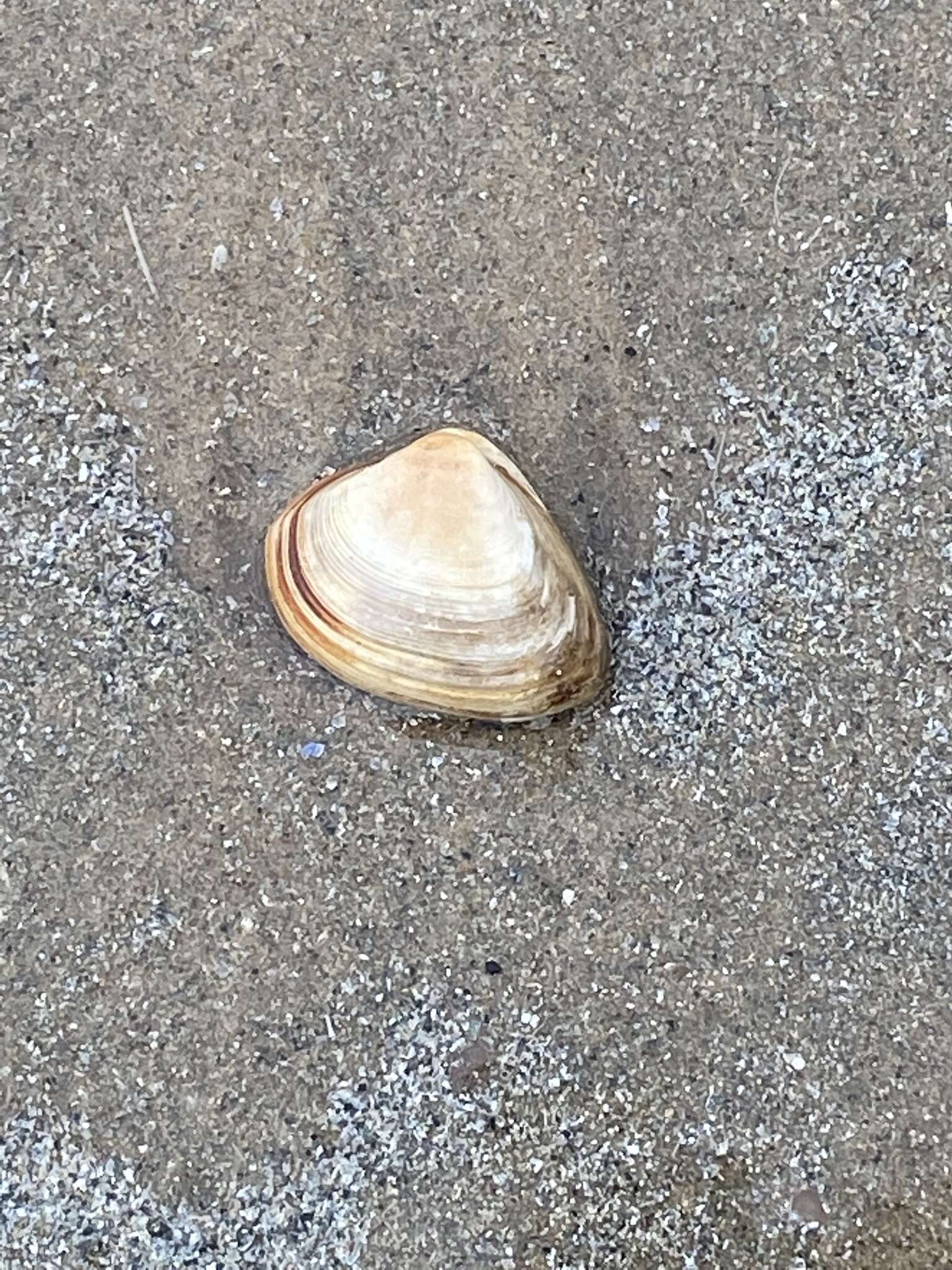 Image of cut surfclam