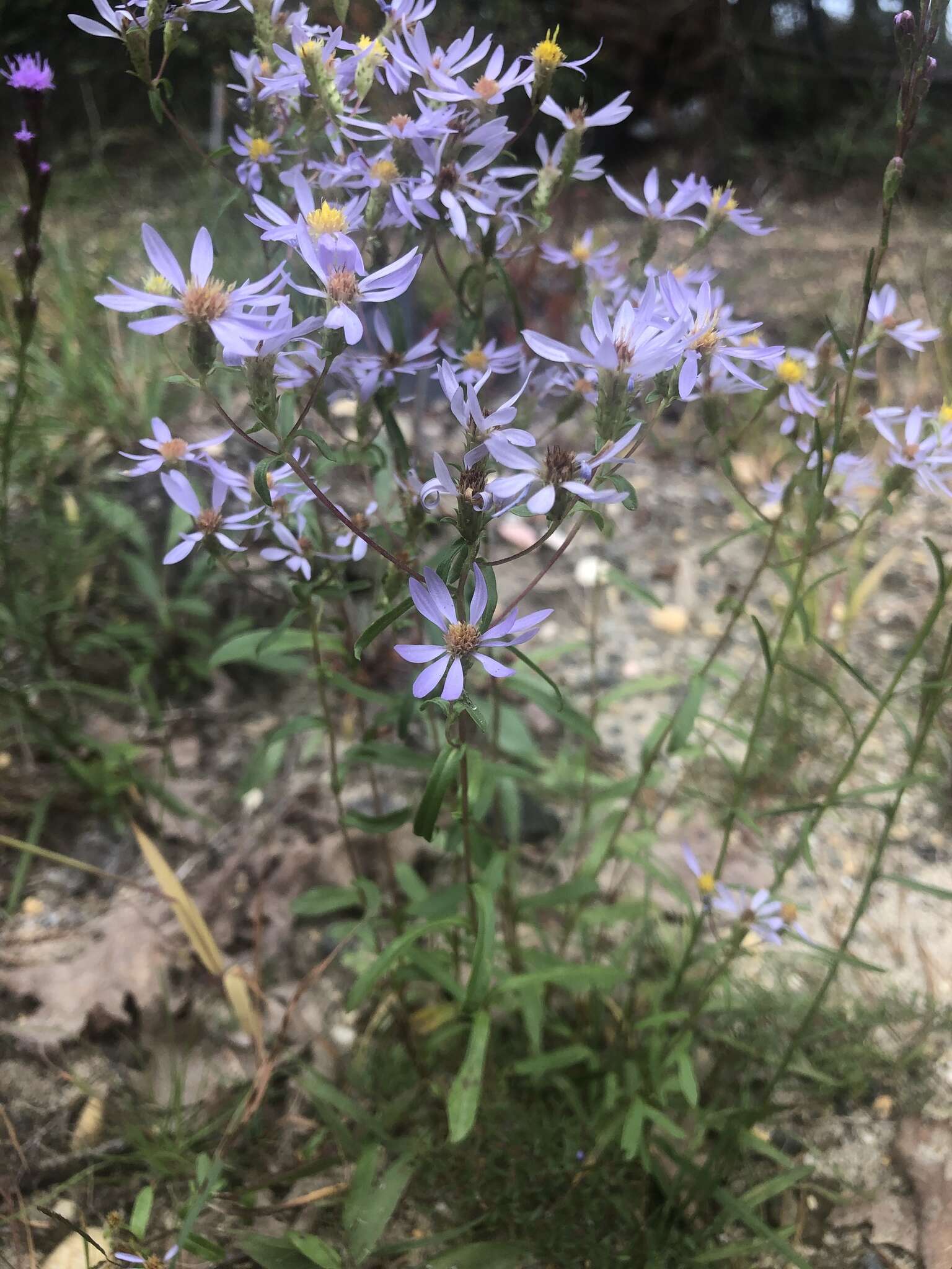 Image of slender aster