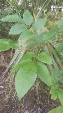 Image of Carolina ash