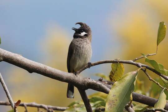 Image of Himalayan Bulbul