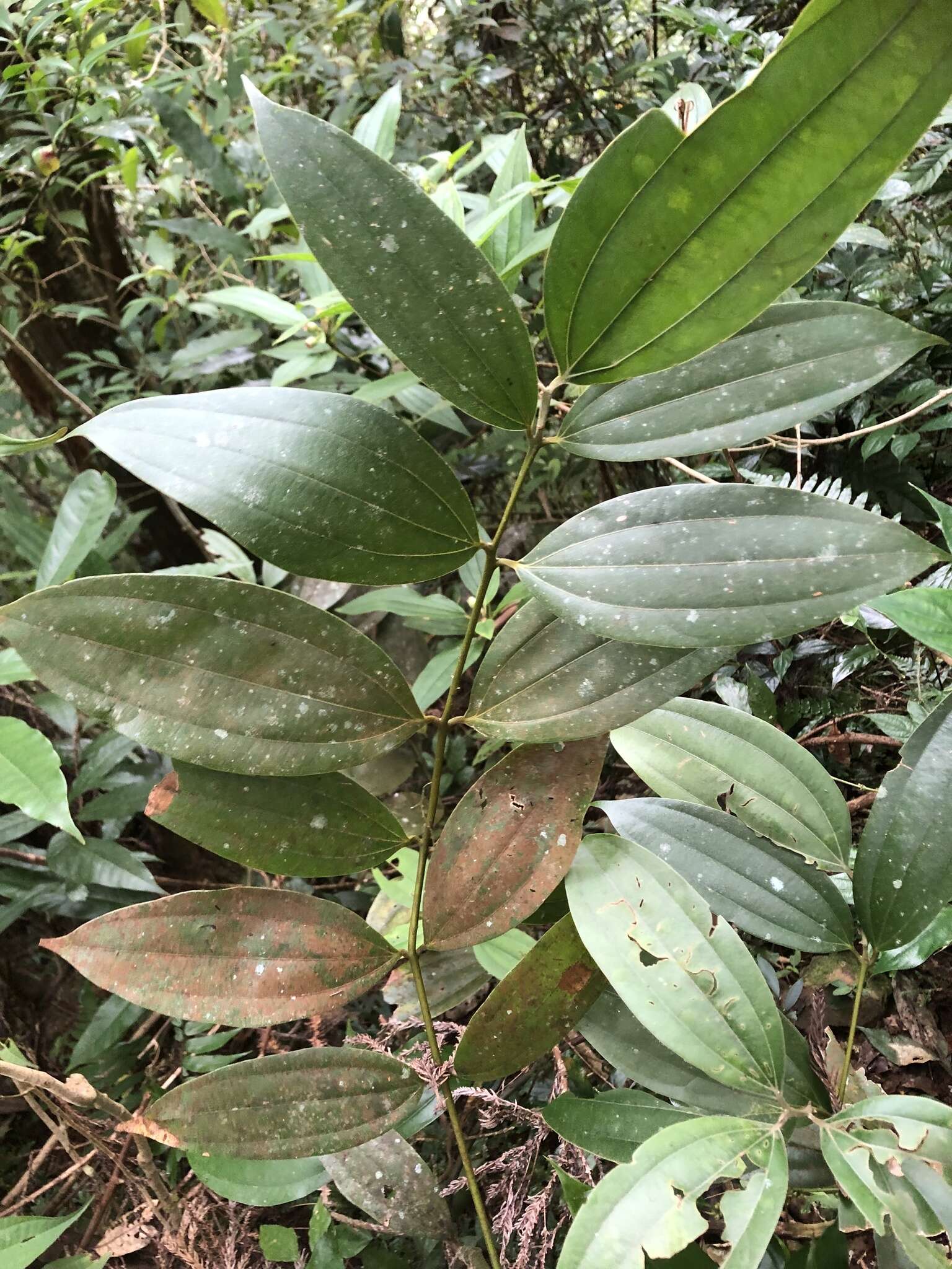 Imagem de Cinnamomum austrosinense Hung T. Chang