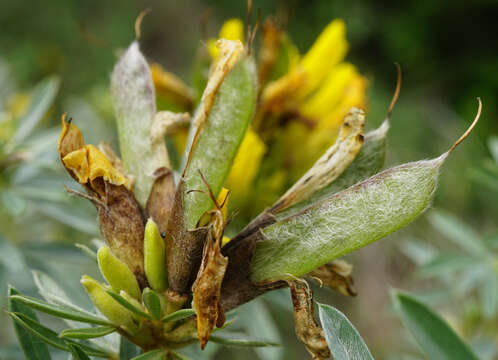 Imagem de Cytisus austriacus L.