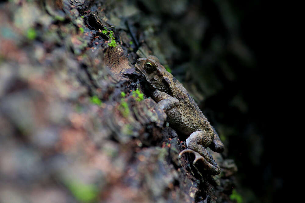 Image of Sulawesian Toad