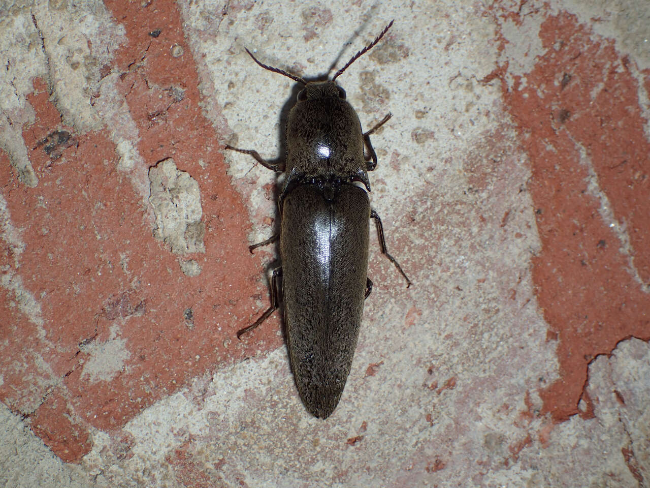 Image of <i>Orthostethus infuscatus</i>