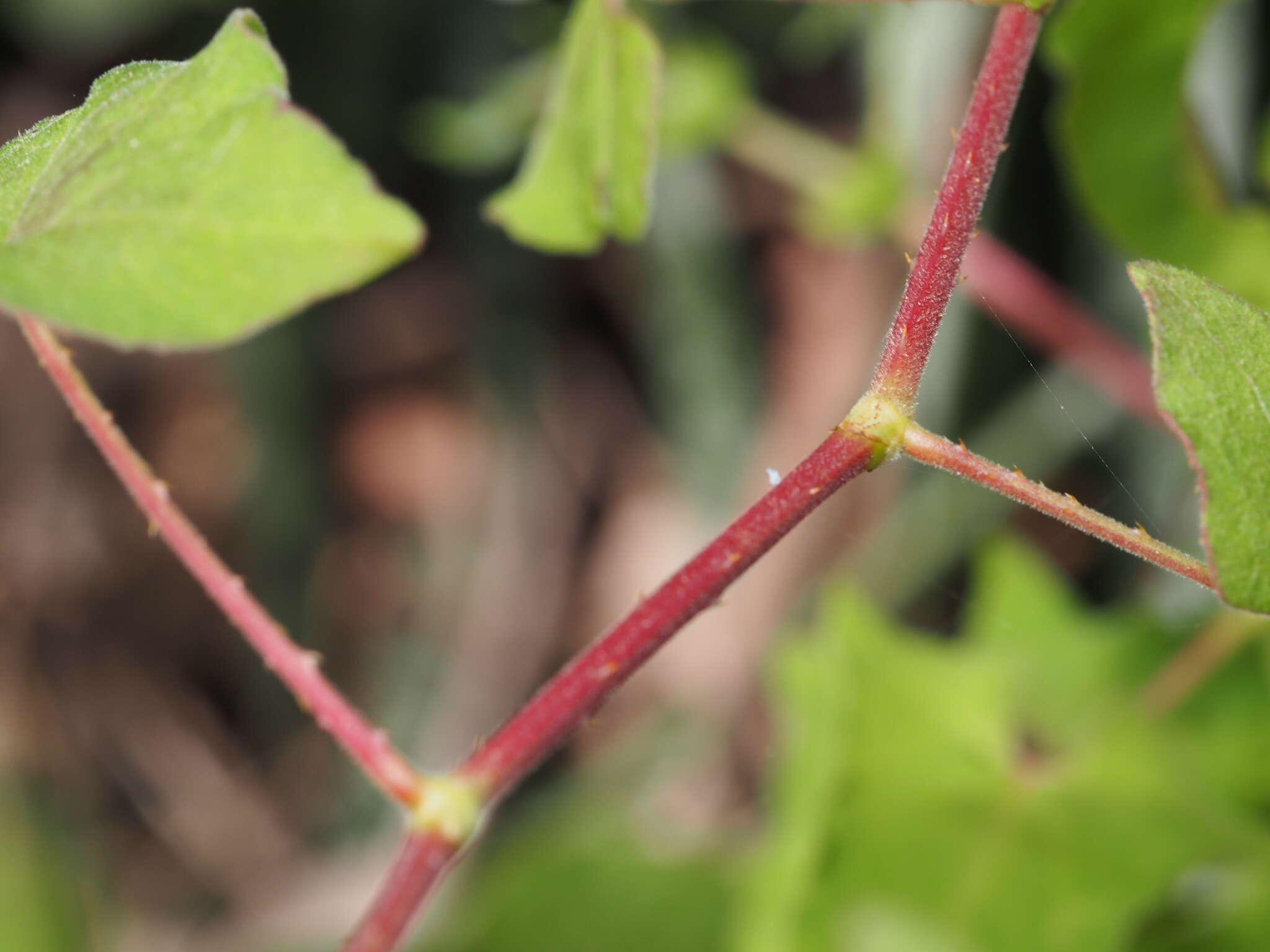 Persicaria senticosa (Meisn.) H. Gross的圖片