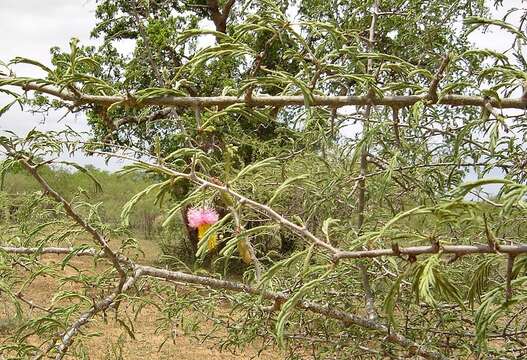 Слика од Dichrostachys cinerea subsp. africana Brenan & Brummitt