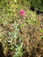 Image of Red Valerian