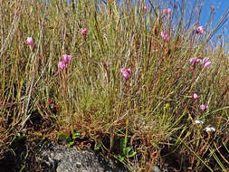 Image of Disa pillansii L. Bolus