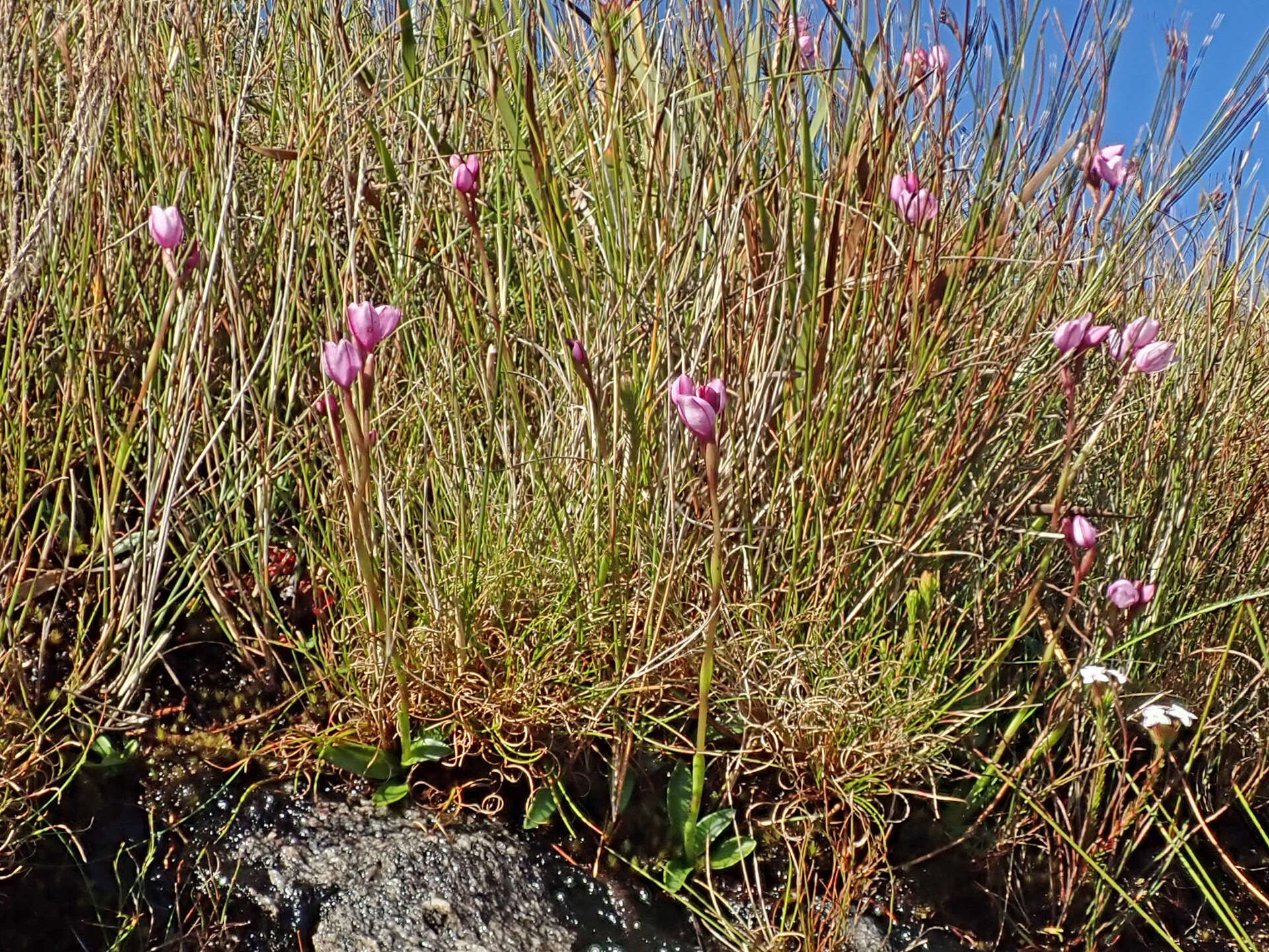 Imagem de Disa pillansii L. Bolus