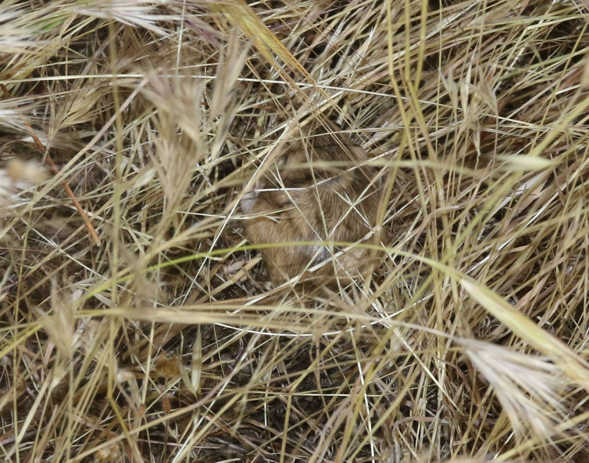 Image of San Joaquin pocket mouse