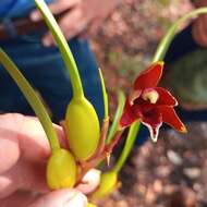 Image of Coconut orchid