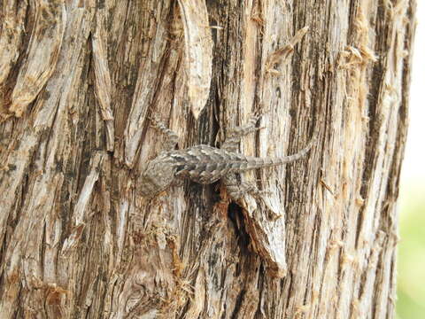 Image of Sceloporus albiventris Smith 1939