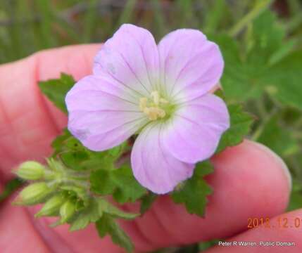 Image of Geranium pulchrum N. E. Br.