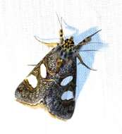 Image of Schausia coryndoni Rothschild 1896