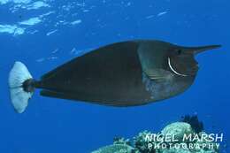 Image of Brown Unicornfish