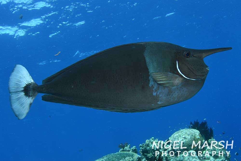 Image of Brown Unicornfish