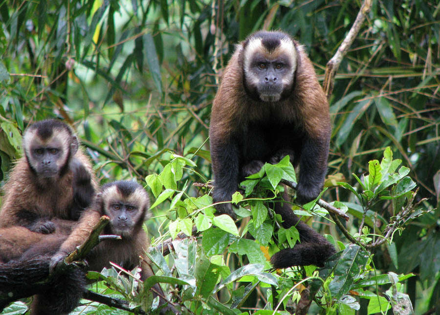 Image of Black-capped Capuchin
