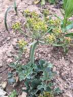 Слика од Lomatium repostum (Jepson) Mathias