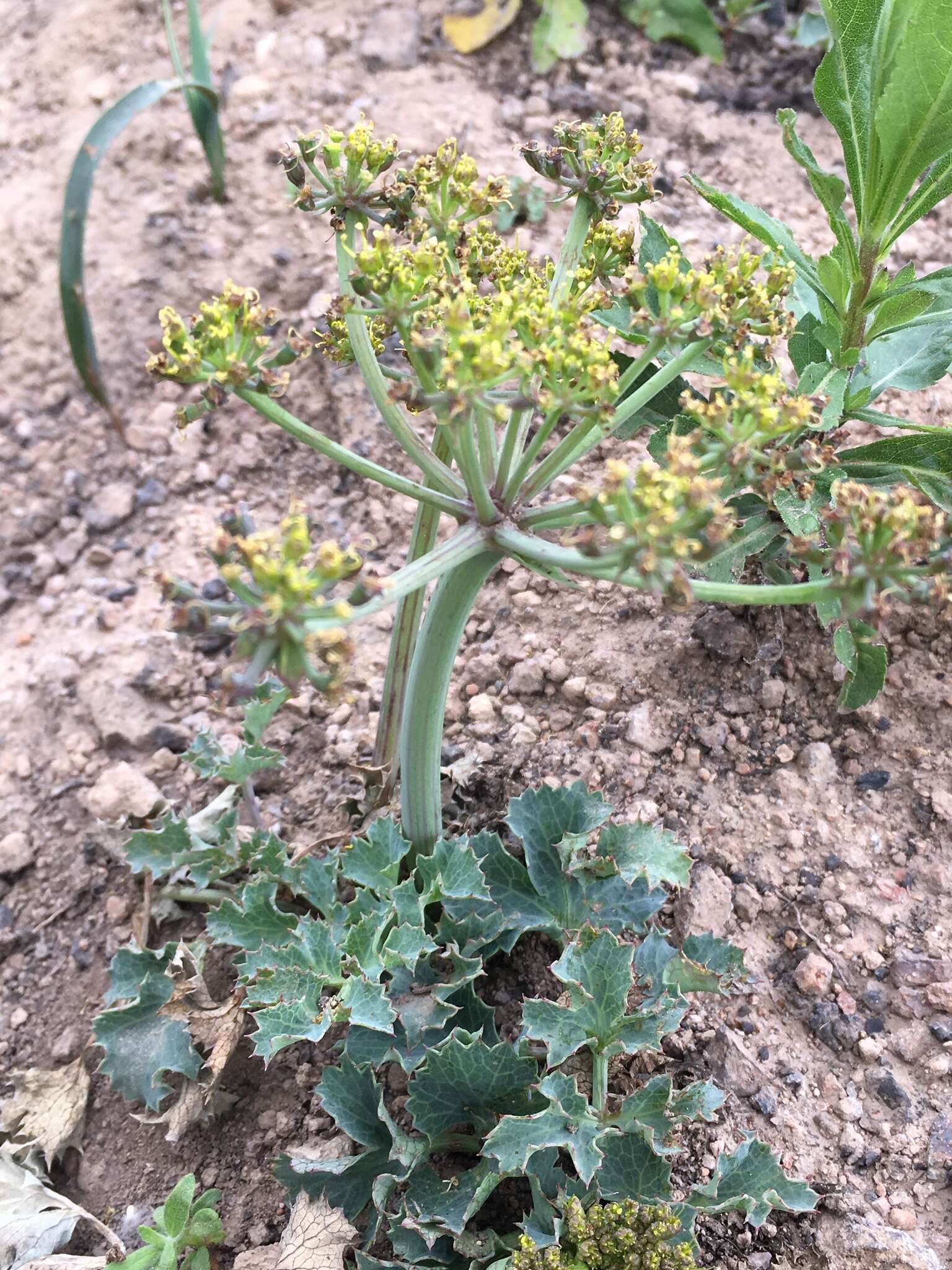 Слика од Lomatium repostum (Jepson) Mathias