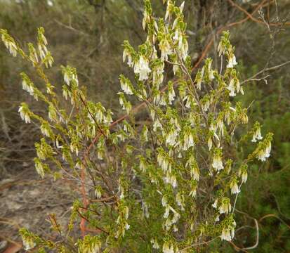 Image of Leucopogon woodsii F. Muell.