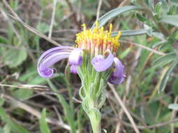 Image of Amellus tenuifolius Burm. fil.