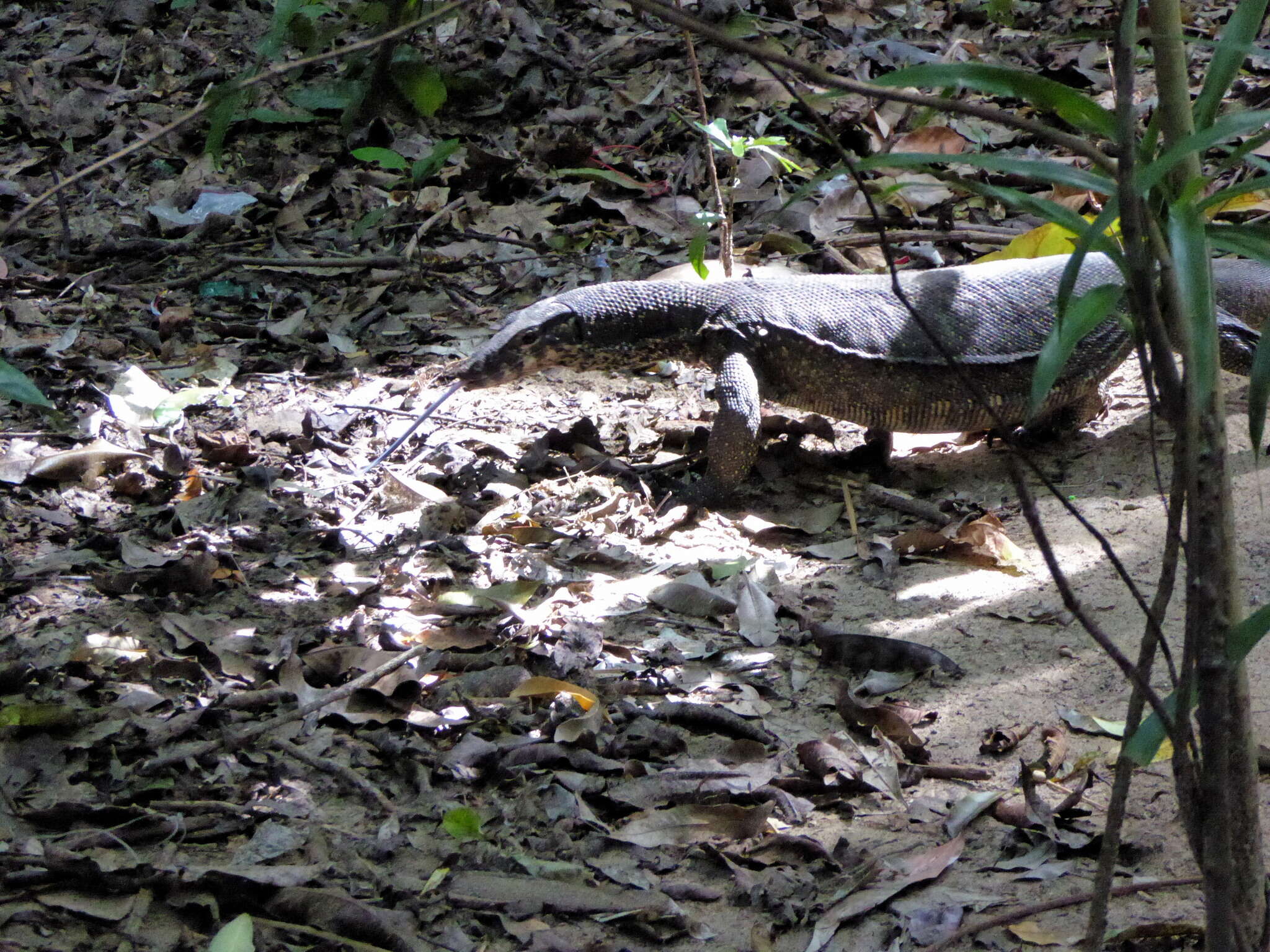 Image of Varanus palawanensis Koch, Gaulke & Böhme 2010