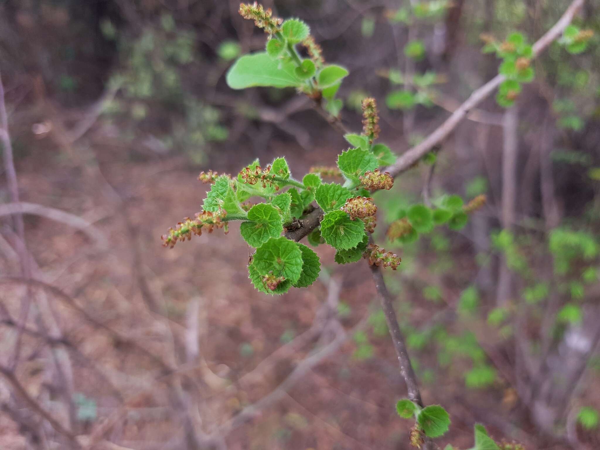 Image of Acalypha boinensis Leandri