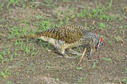 Image of Nubian Woodpecker