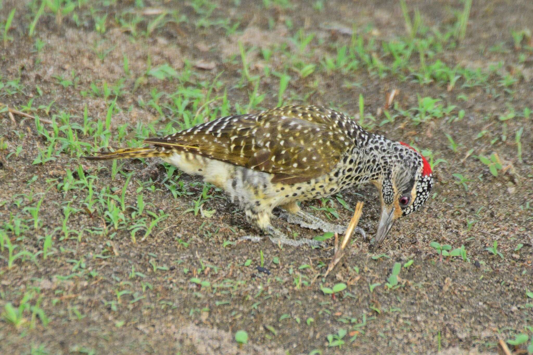 Image of Nubian Woodpecker