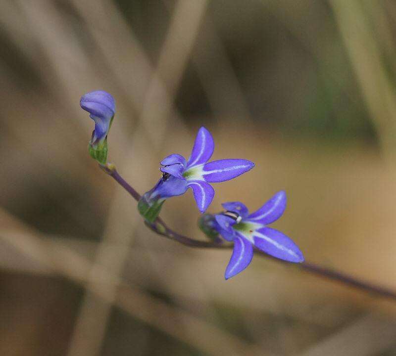 Image of Lobelia gibbosa Labill.