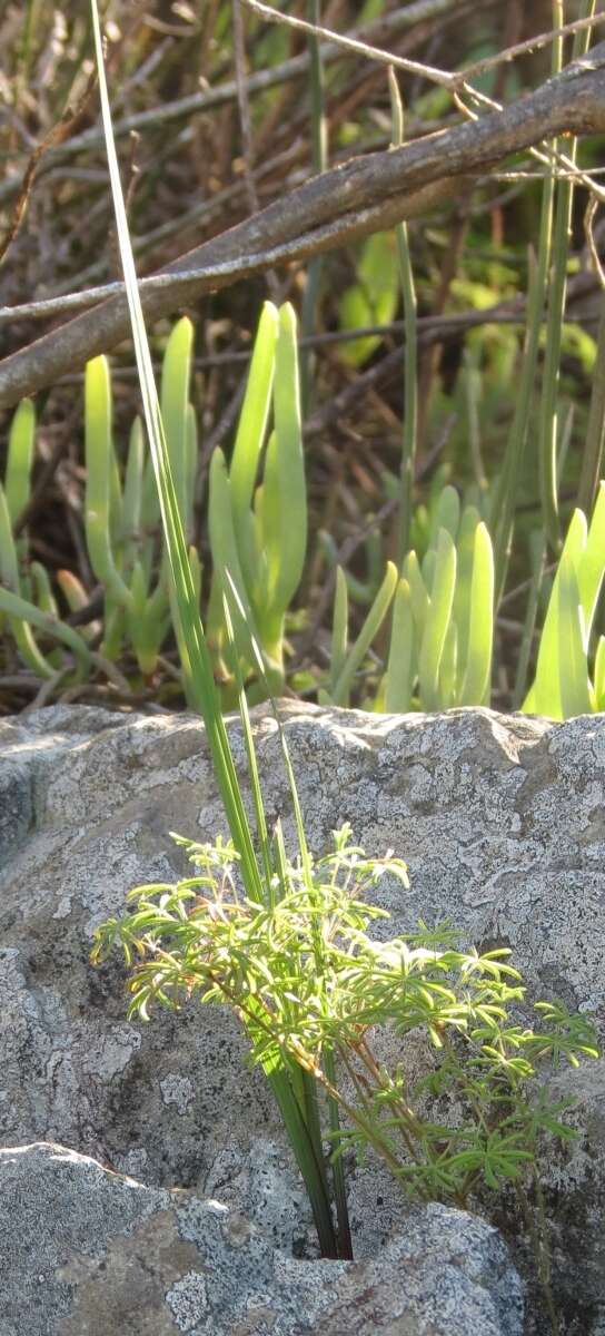 Imagem de Oxalis engleriana Schlechter