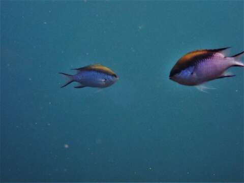 Sivun Chromis nitida (Whitley 1928) kuva