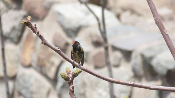 Image of Fire-fronted Serin