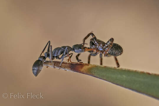 Image of Myrmecia clarki Crawley 1922