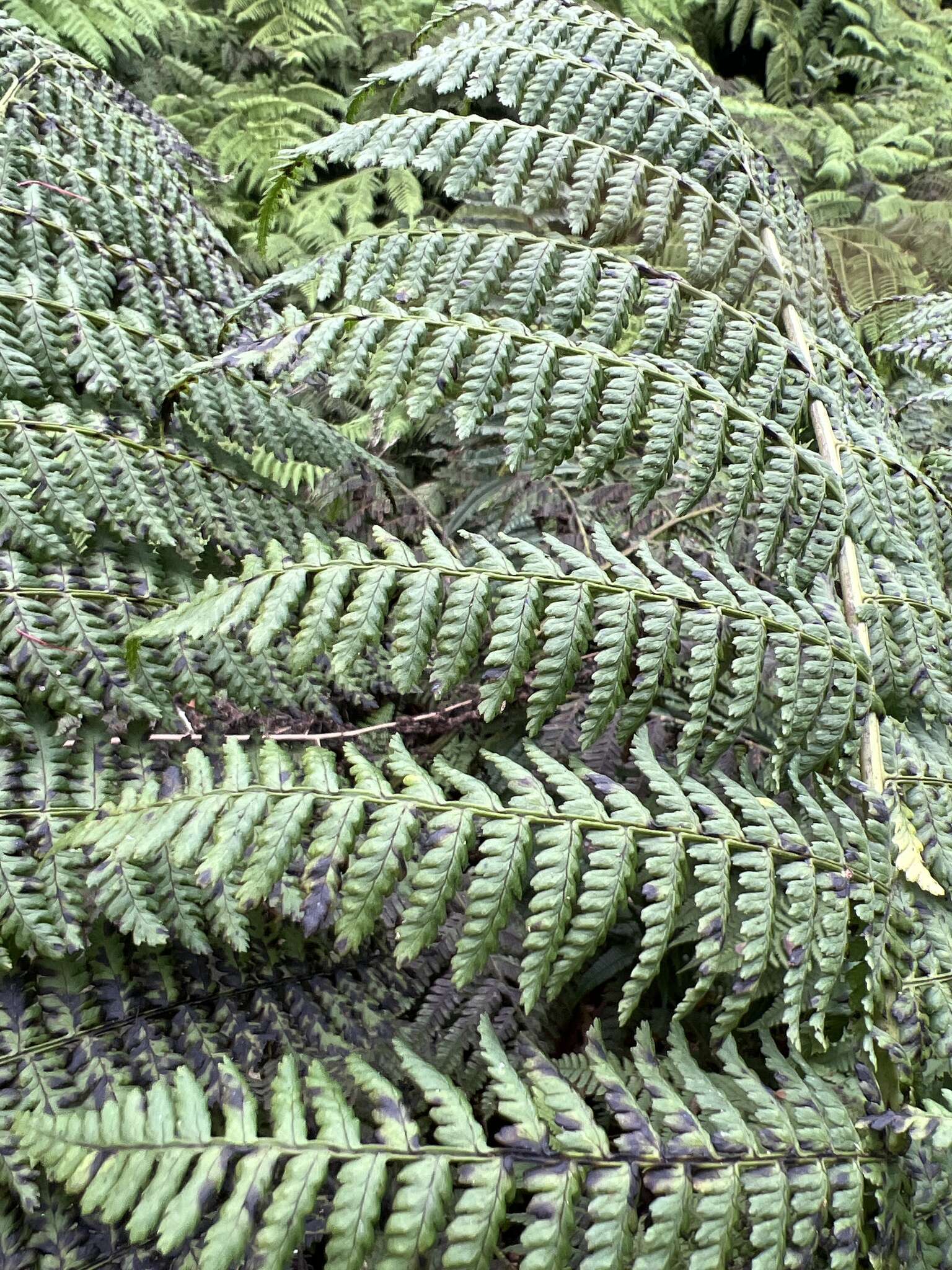 Plancia ëd Dryopteris unidentata var. paleacea (Hillebr.) Fraser-Jenk.