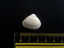 Image of cut surfclam