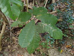 Cupania americana L.的圖片