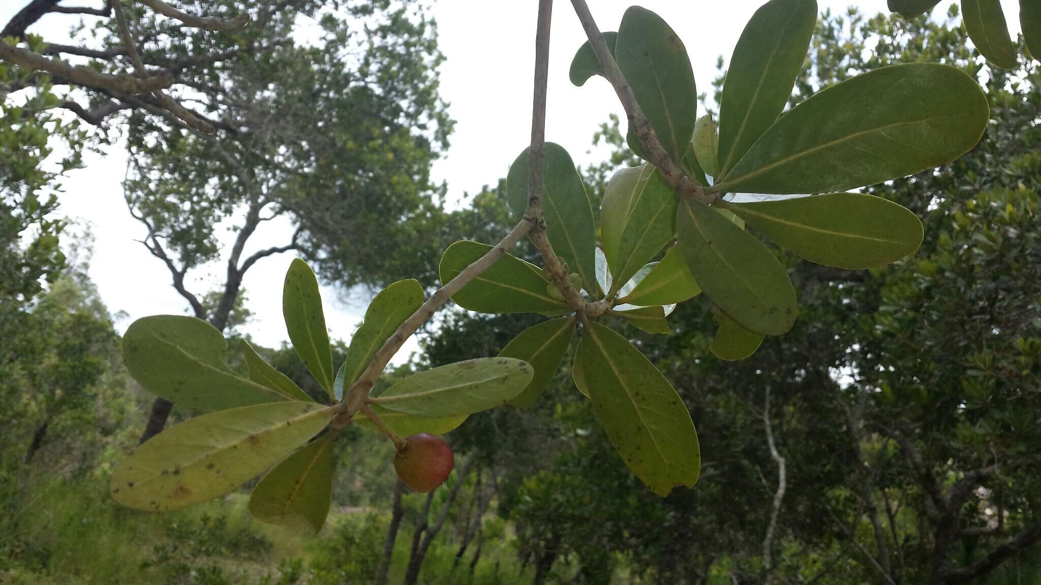 Image of Tapia tree