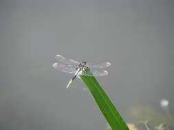 Leucorrhinia caudalis (Charpentier 1840) resmi