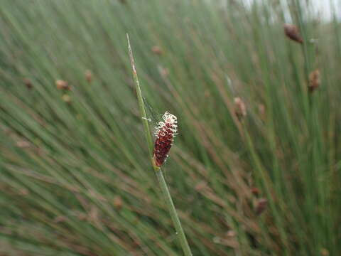 Image of Lepironia articulata (Retz.) Domin