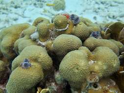 Image of Christmas tree worm