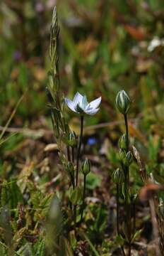 Image of Lomatogonium carinthiacum (Wulfen) Reichenb.